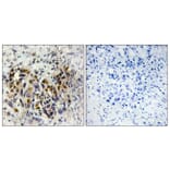 Immunohistochemistry - Anti-IRX3 Antibody (C10796) - Antibodies.com