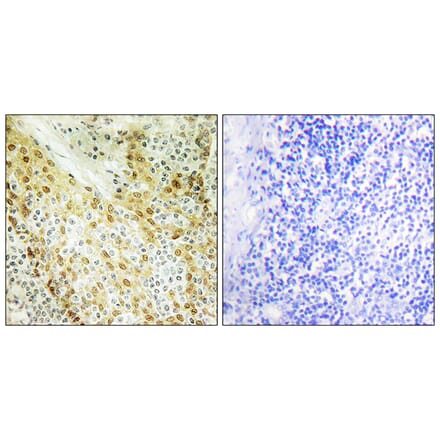 Immunohistochemistry - Anti-HIRA Antibody (B1037) - Antibodies.com