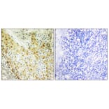 Immunohistochemistry - Anti-HIRA Antibody (B1037) - Antibodies.com