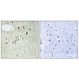 Immunohistochemistry - Anti-EMX2 Antibody (C10877) - Antibodies.com