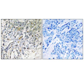 Immunohistochemistry - Anti-ELL2 Antibody (C18448) - Antibodies.com