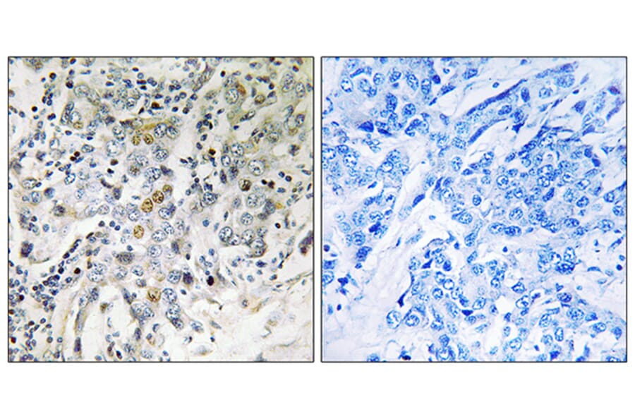 Immunohistochemistry - Anti-ELL2 Antibody (C18448) - Antibodies.com