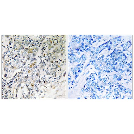 Immunohistochemistry - Anti-ELL2 Antibody (C18448) - Antibodies.com