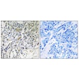 Immunohistochemistry - Anti-ELL2 Antibody (C18448) - Antibodies.com