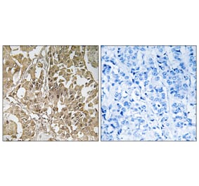 Immunohistochemistry - Anti-BUB1 Antibody (C10115) - Antibodies.com