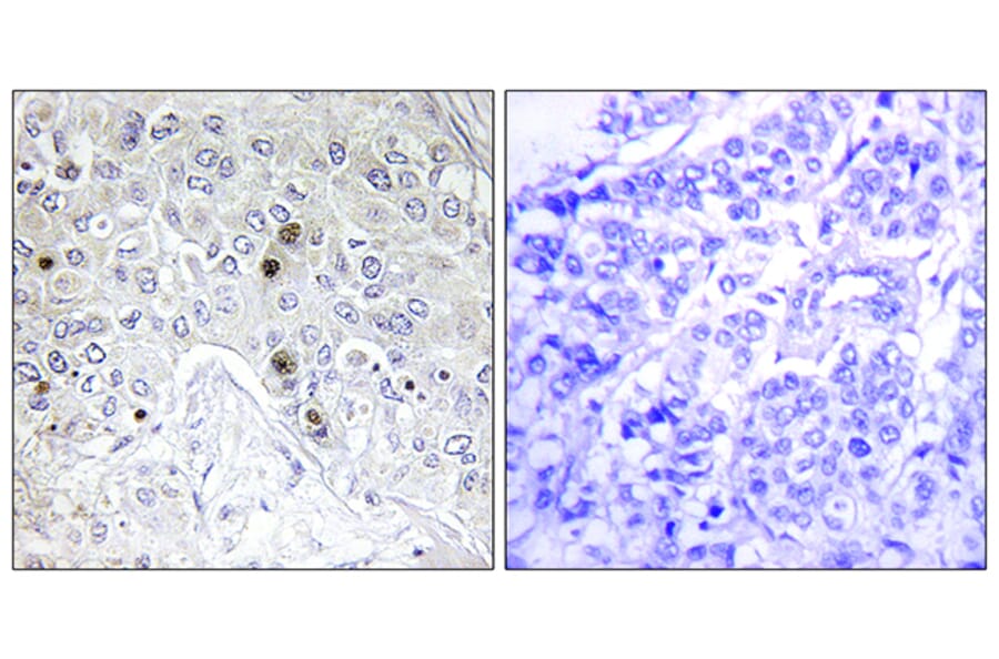 Immunohistochemistry - Anti-BATF Antibody (C11122) - Antibodies.com