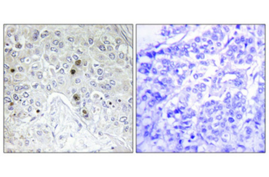 Immunohistochemistry - Anti-BATF Antibody (C11122) - Antibodies.com