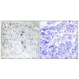 Immunohistochemistry - Anti-BATF Antibody (C11122) - Antibodies.com