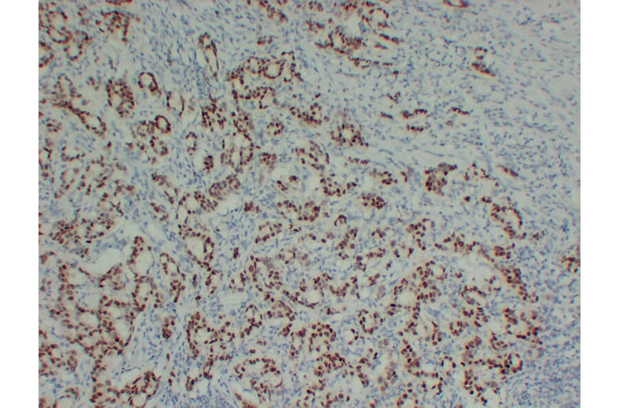 Immunohistochemistry - Anti-SOX9 Antibody (V0126) - Antibodies.com
