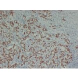 Immunohistochemistry - Anti-SOX9 Antibody (V0126) - Antibodies.com