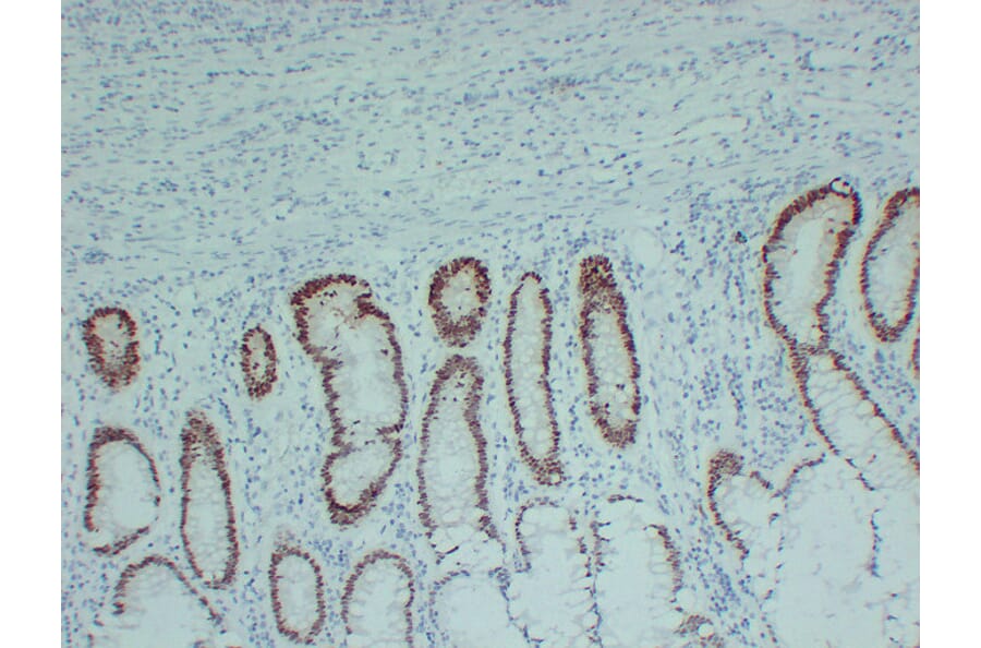 Immunohistochemistry - Anti-SOX9 Antibody (V0126) - Antibodies.com