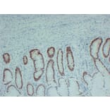 Immunohistochemistry - Anti-SOX9 Antibody (V0126) - Antibodies.com