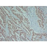 Immunohistochemistry - Anti-SOX9 Antibody (V0126) - Antibodies.com
