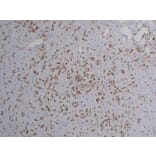 Immunohistochemistry - Anti-FLI1 Antibody (V0072) - Antibodies.com
