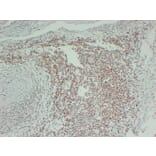 Immunohistochemistry - Anti-FLI1 Antibody (V0072) - Antibodies.com