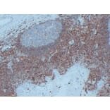Immunohistochemistry - Anti-CD44 Antibody (V0028) - Antibodies.com
