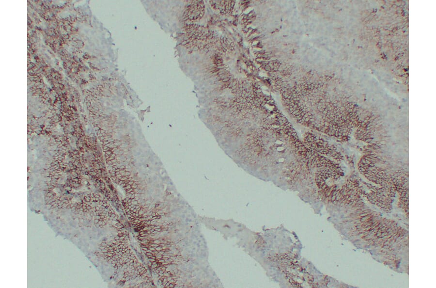 Immunohistochemistry - Anti-CD44 Antibody (V0028) - Antibodies.com
