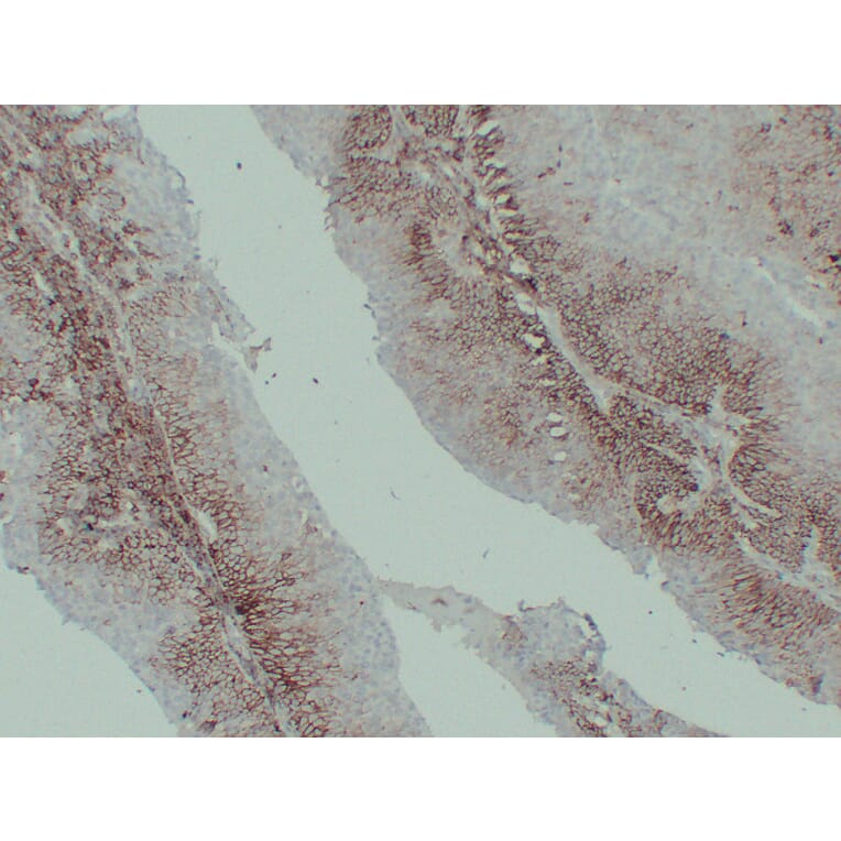 Immunohistochemistry - Anti-CD44 Antibody (V0028) - Antibodies.com