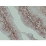 Immunohistochemistry - Anti-CD44 Antibody (V0028) - Antibodies.com