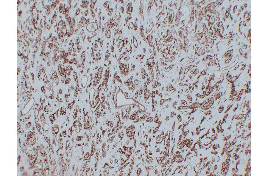 Immunohistochemistry - Anti-CD31 Antibody (V0022) - Antibodies.com