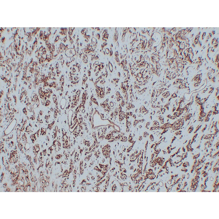 Immunohistochemistry - Anti-CD31 Antibody (V0022) - Antibodies.com