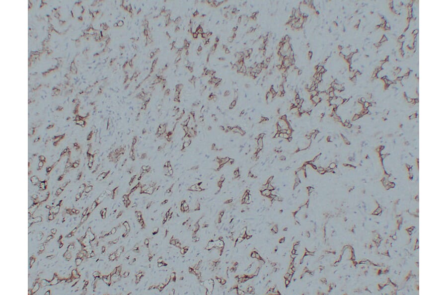 Immunohistochemistry - Anti-CD31 Antibody (V0022) - Antibodies.com