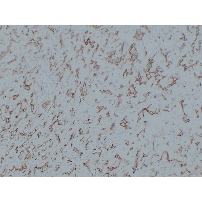Immunohistochemistry - Anti-CD31 Antibody (V0022) - Antibodies.com