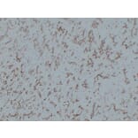 Immunohistochemistry - Anti-CD31 Antibody (V0022) - Antibodies.com