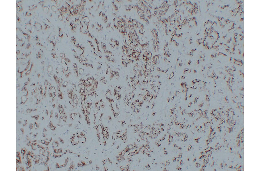Immunohistochemistry - Anti-CD31 Antibody (V0022) - Antibodies.com