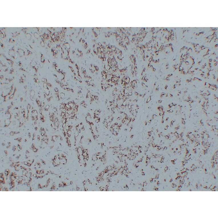 Immunohistochemistry - Anti-CD31 Antibody (V0022) - Antibodies.com
