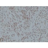 Immunohistochemistry - Anti-CD31 Antibody (V0022) - Antibodies.com