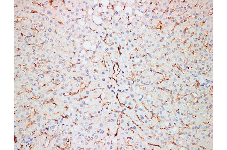 Immunohistochemistry - Anti-CD31 Antibody (V0022) - Antibodies.com