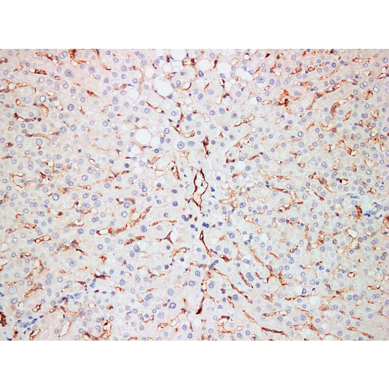 Immunohistochemistry - Anti-CD31 Antibody (V0022) - Antibodies.com