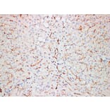 Immunohistochemistry - Anti-CD31 Antibody (V0022) - Antibodies.com