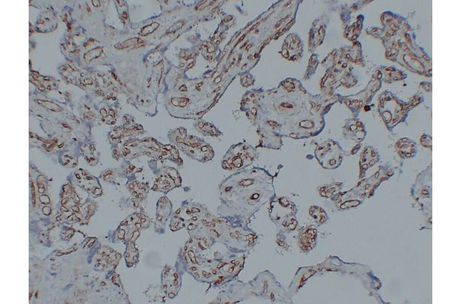 Immunohistochemistry - Anti-CD31 Antibody (V0022) - Antibodies.com
