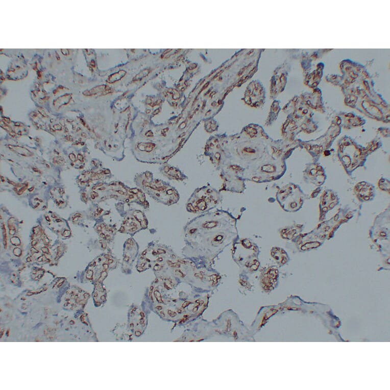 Immunohistochemistry - Anti-CD31 Antibody (V0022) - Antibodies.com