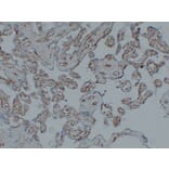 Immunohistochemistry - Anti-CD31 Antibody (V0022) - Antibodies.com