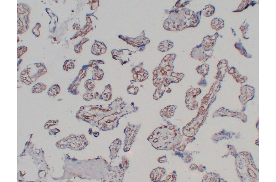 Immunohistochemistry - Anti-CD31 Antibody (V0022) - Antibodies.com
