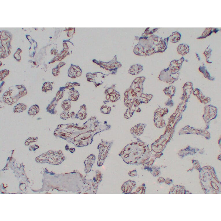 Immunohistochemistry - Anti-CD31 Antibody (V0022) - Antibodies.com