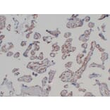 Immunohistochemistry - Anti-CD31 Antibody (V0022) - Antibodies.com