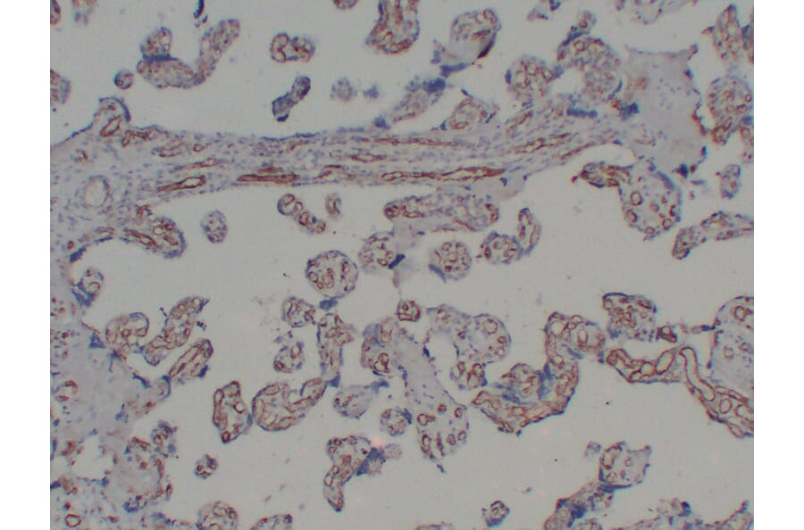 Immunohistochemistry - Anti-CD31 Antibody (V0022) - Antibodies.com