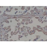 Immunohistochemistry - Anti-CD31 Antibody (V0022) - Antibodies.com