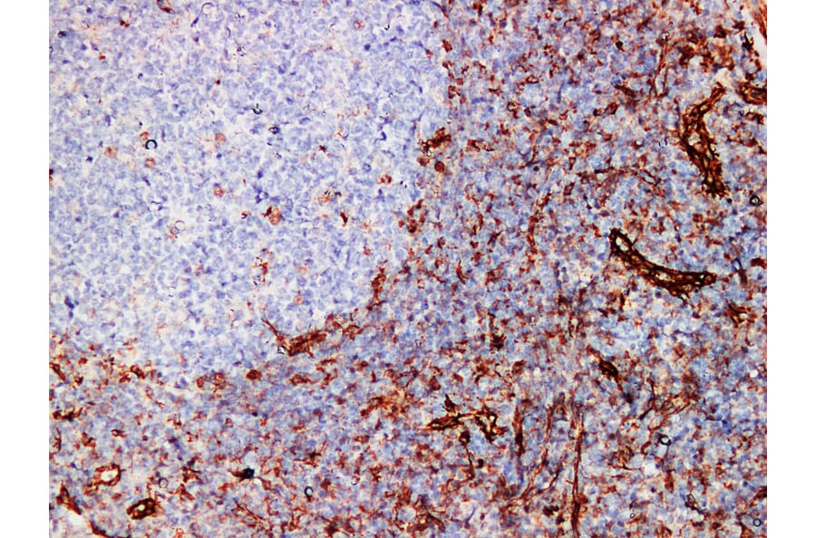 Immunohistochemistry - Anti-CD31 Antibody (V0022) - Antibodies.com