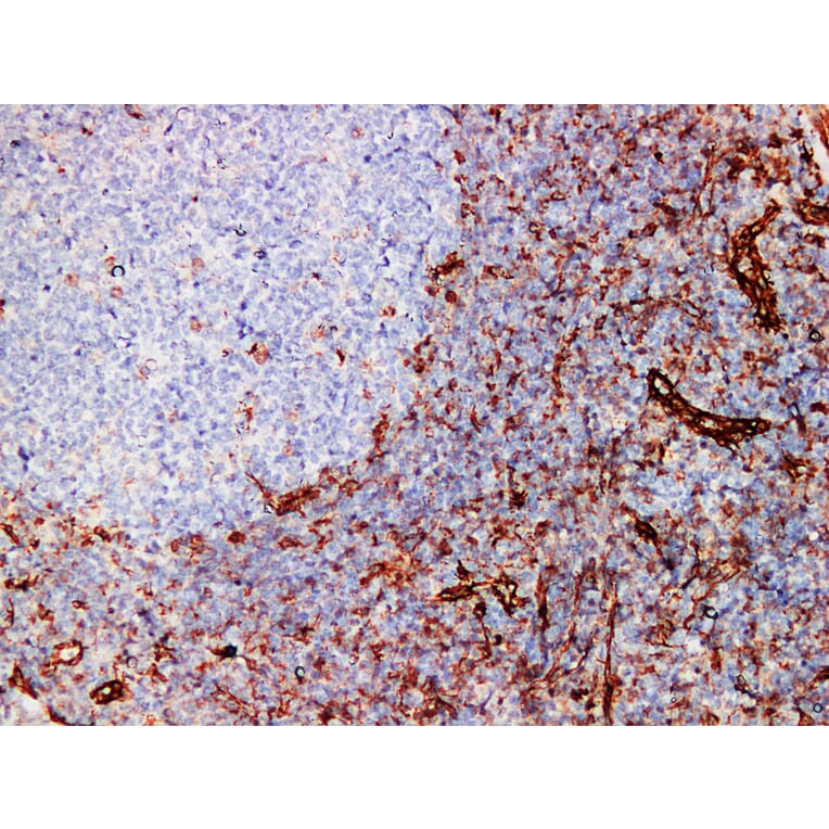 Immunohistochemistry - Anti-CD31 Antibody (V0022) - Antibodies.com