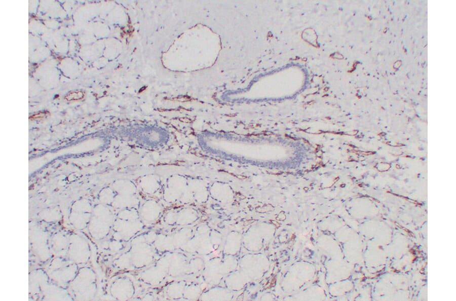Immunohistochemistry - Anti-CD31 Antibody (V0022) - Antibodies.com