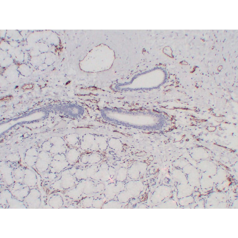 Immunohistochemistry - Anti-CD31 Antibody (V0022) - Antibodies.com