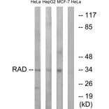 Western Blot - Anti-RAD Antibody (C16022) - Antibodies.com