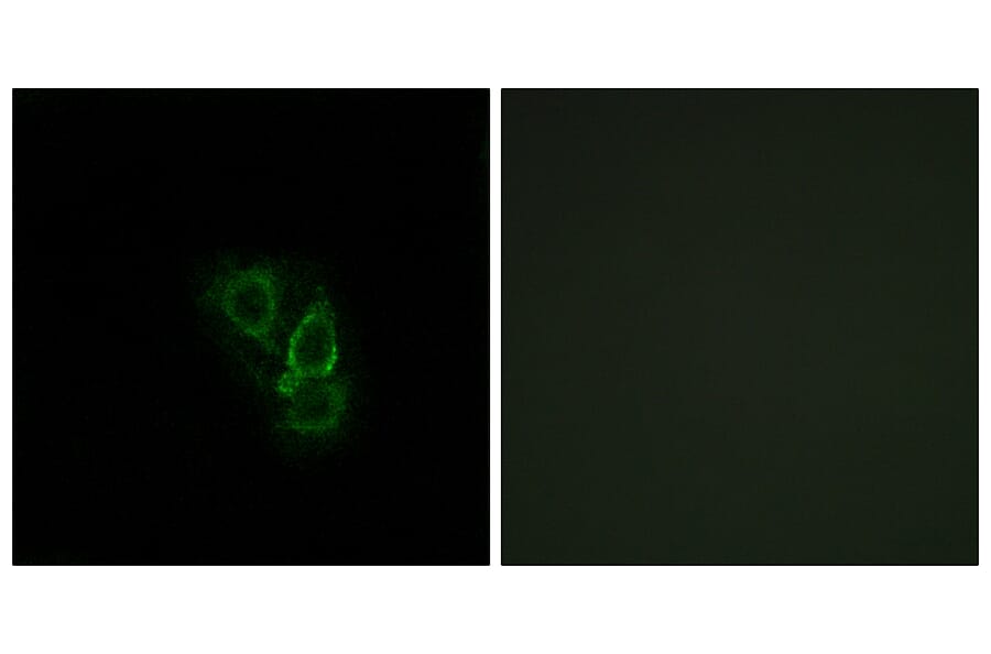 Immunofluorescence - Anti-RAD Antibody (C16022) - Antibodies.com