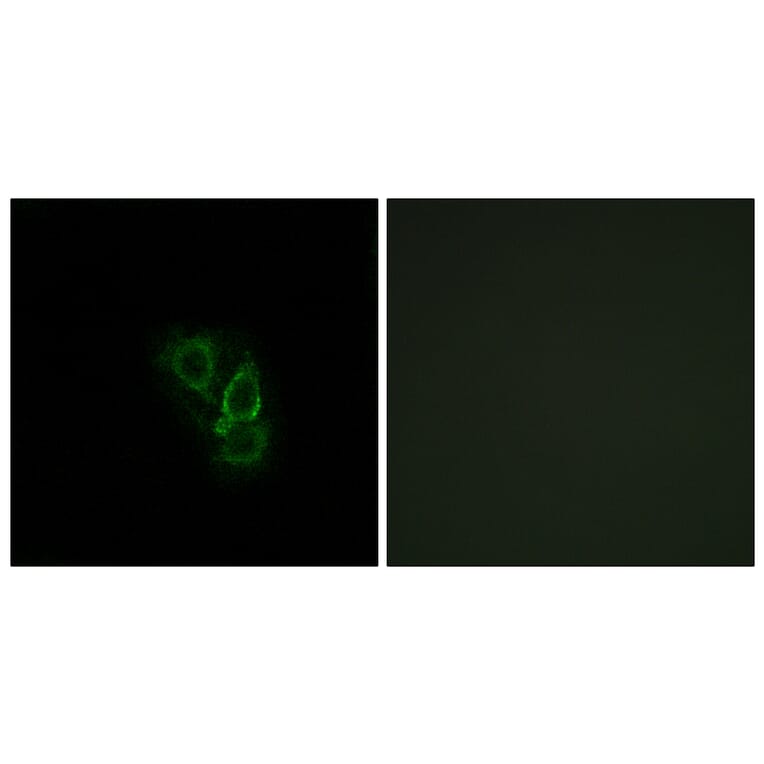 Immunofluorescence - Anti-RAD Antibody (C16022) - Antibodies.com