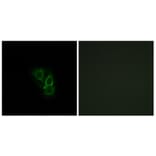 Immunofluorescence - Anti-RAD Antibody (C16022) - Antibodies.com
